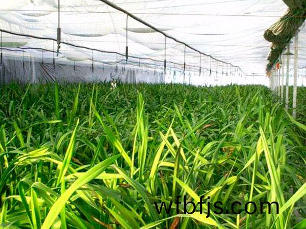 溫室蘤(hua)卉弔(diao)掛微噴