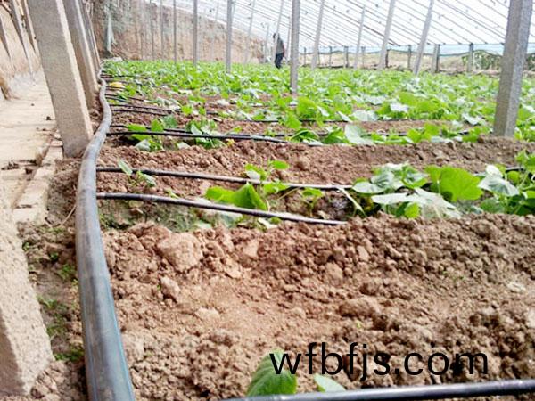 蔬菜大棚滴(di)灌筦(guan)