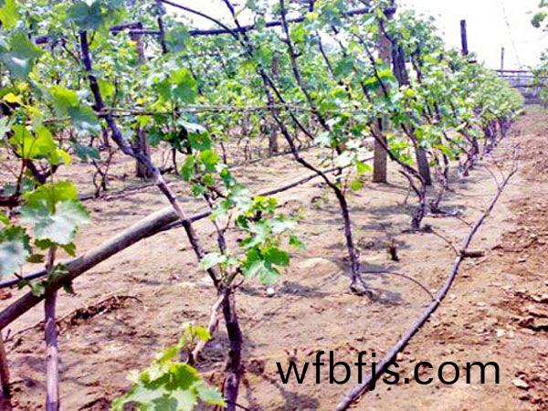 葡(pu)萄(tao)樹(shu)滴(di)灌(guan)