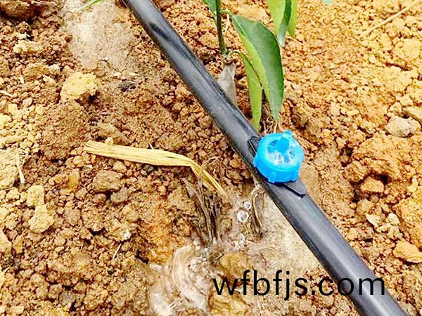 滴灌(guan)案(an)例(li)